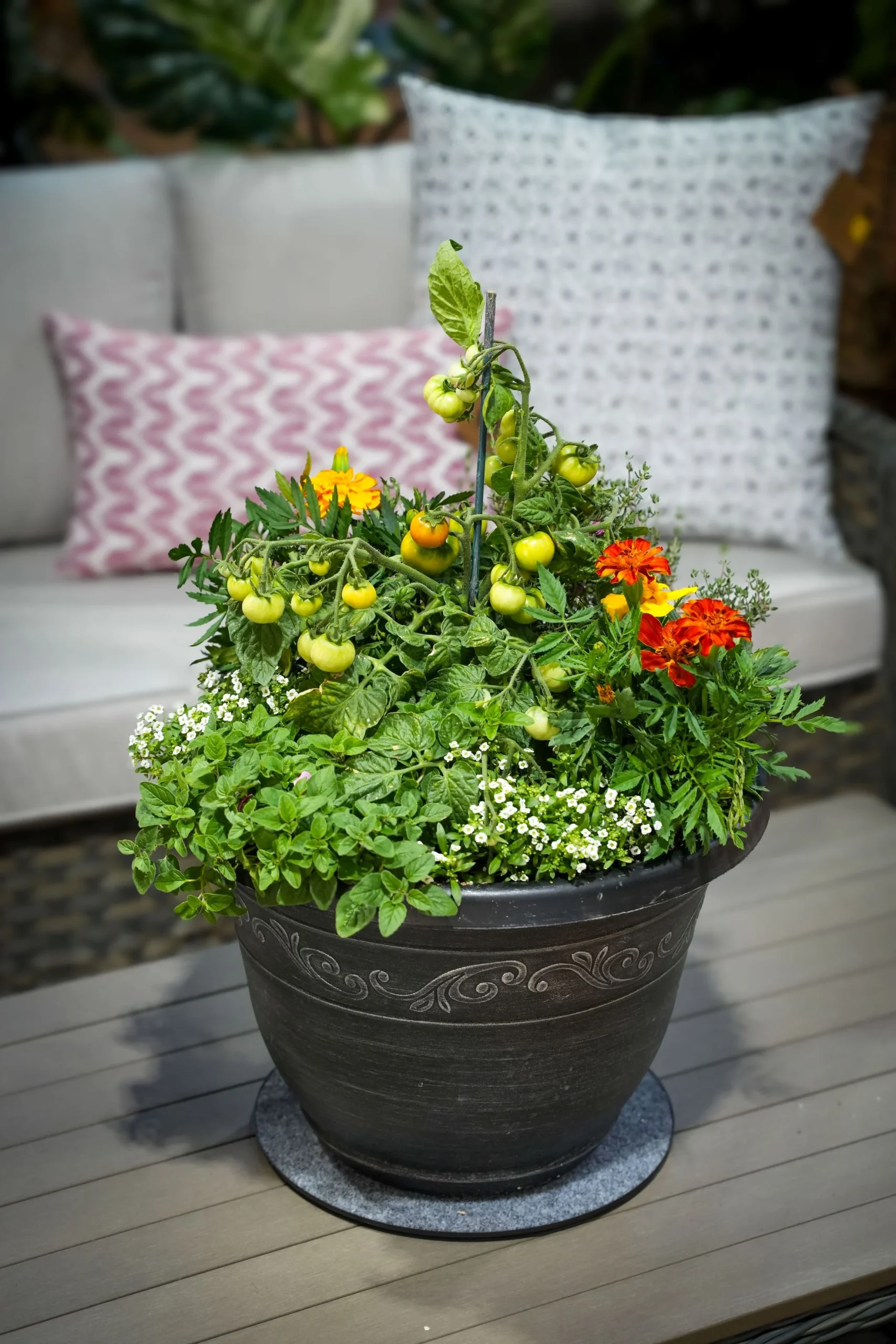 TomatoPot3.webp Patio Tomato & Herb Combo