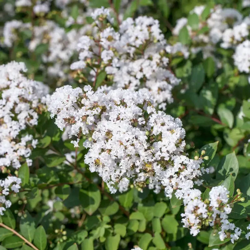 acoma-crape-myrtle-tree.webp Acoma Crape Myrtle Tree