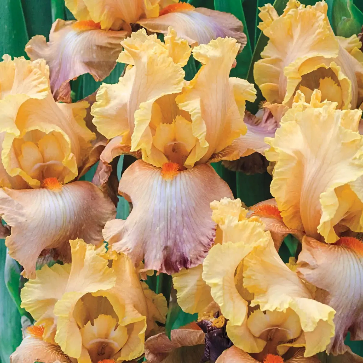 adobe-sands-bearded-iris.webp Adobe Sands Bearded Iris