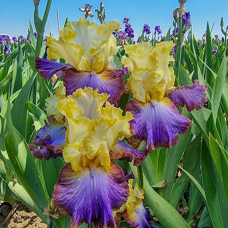 adventurous-bearded-iris.webp Adventurous Bearded Iris