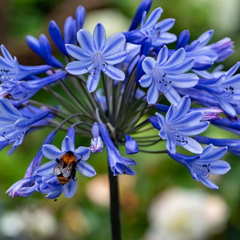 african-lilies-agapanthus-blue-2-pk.webp (African Lilies) Agapanthus Blue (2/pk)
