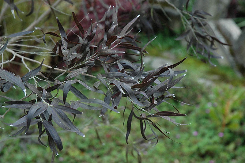 After Dark® Agonis