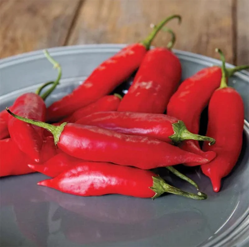 Aji Rico Hot Pepper Seeds