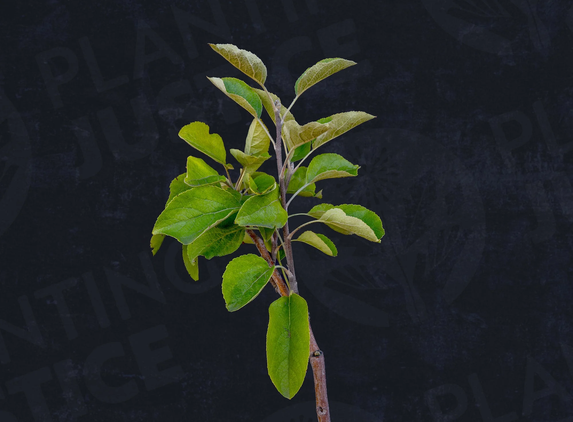 Akane Apple (Malus domestica) (Tokyo Rose)