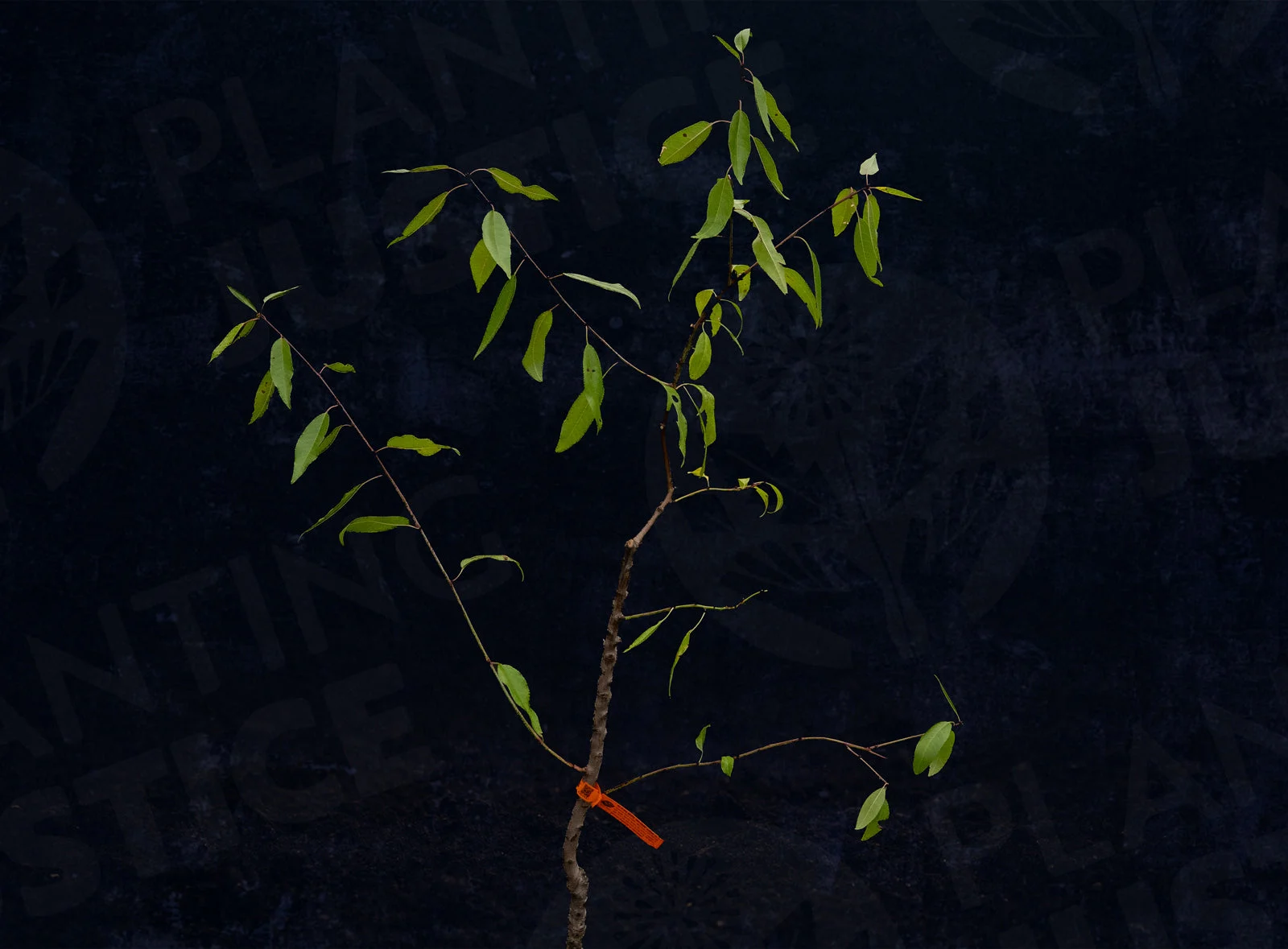 All-In-One Almond (Prunus Dulcis)