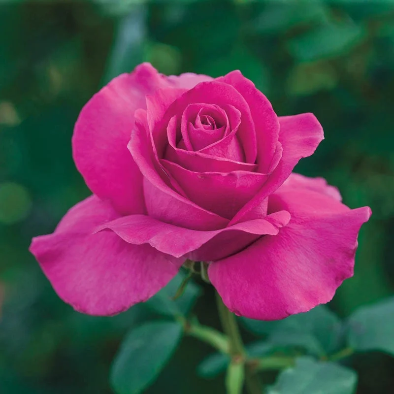 all-my-loving-hybrid-tea-rose.webp All My Loving Hybrid Tea Rose