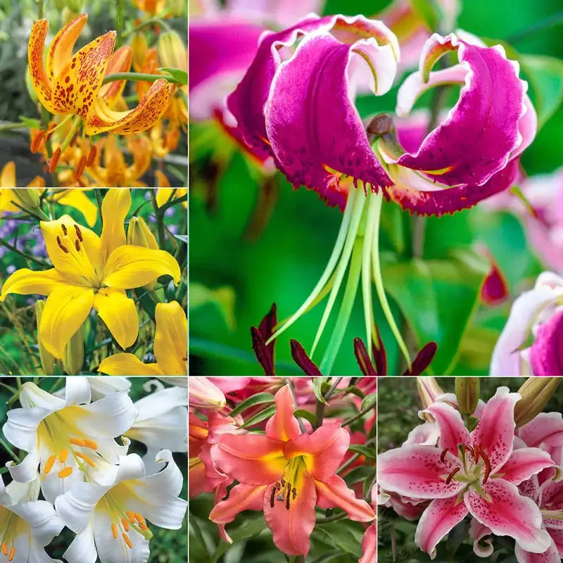All Summer Lilies