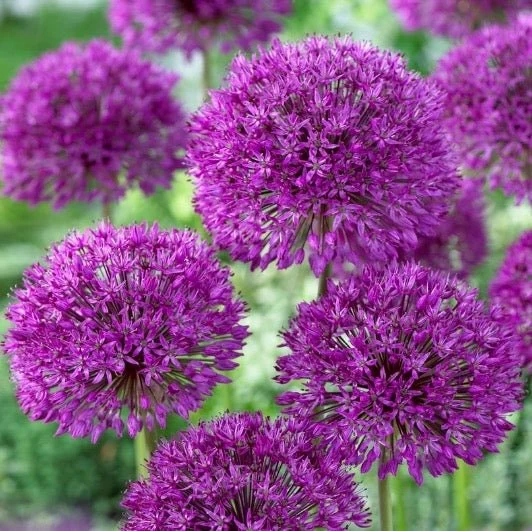 Allium Bulbs - Tall Purple Sensation