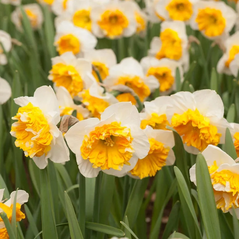 Amadeus Daffodil