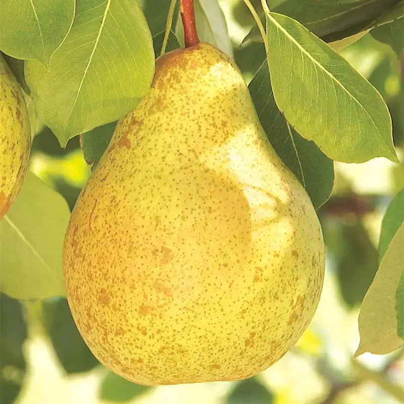 ambrosia-pear-tree.webp Ambrosia™ Pear Tree