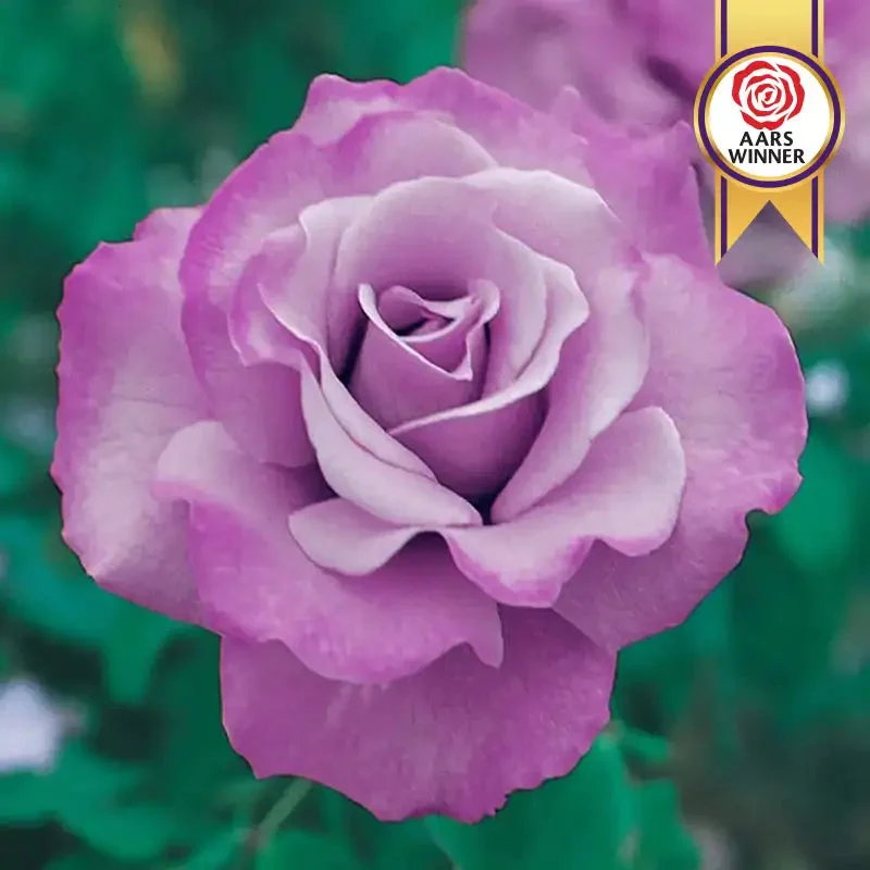 angel-face-floribunda-rose-plant.webp Angel Face Floribunda Rose Plant