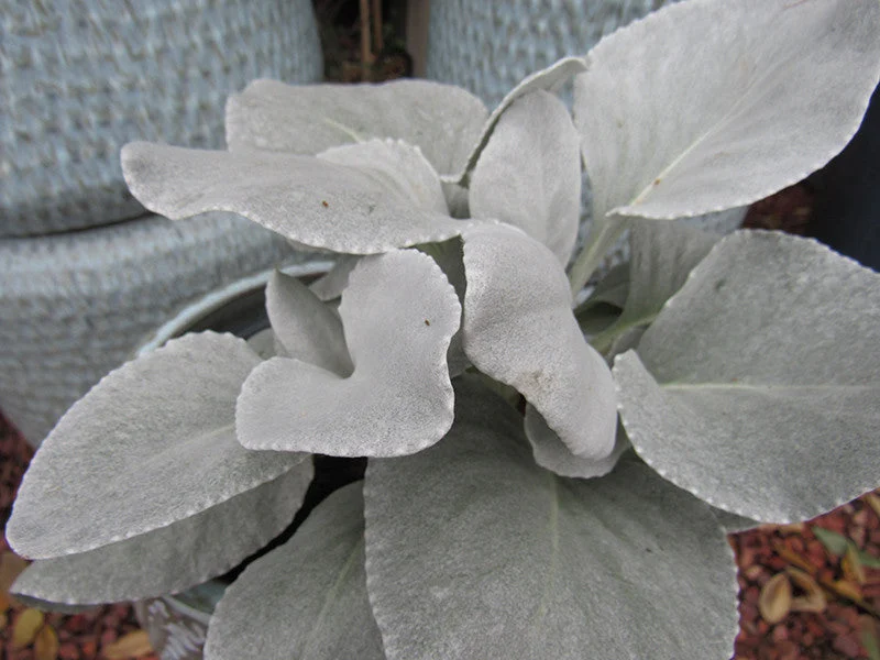 Angel Wings Senecio
