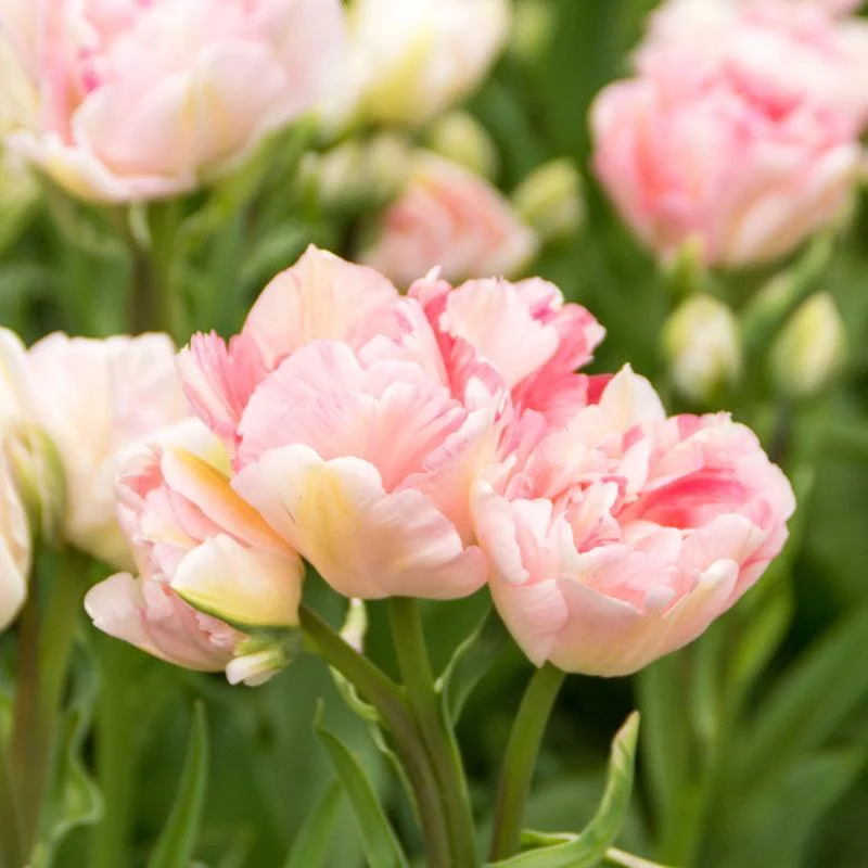 "Angelique" Double Late Tulip Bulbs (Pack of 8)