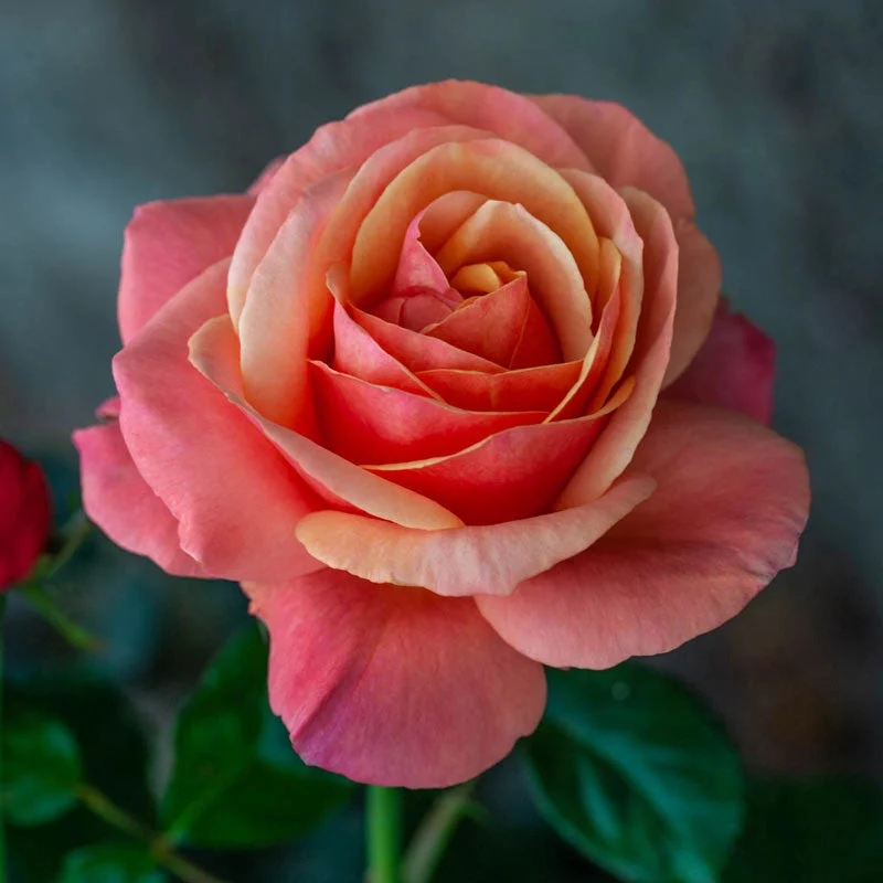 Anna's Promise Grandiflora Rose