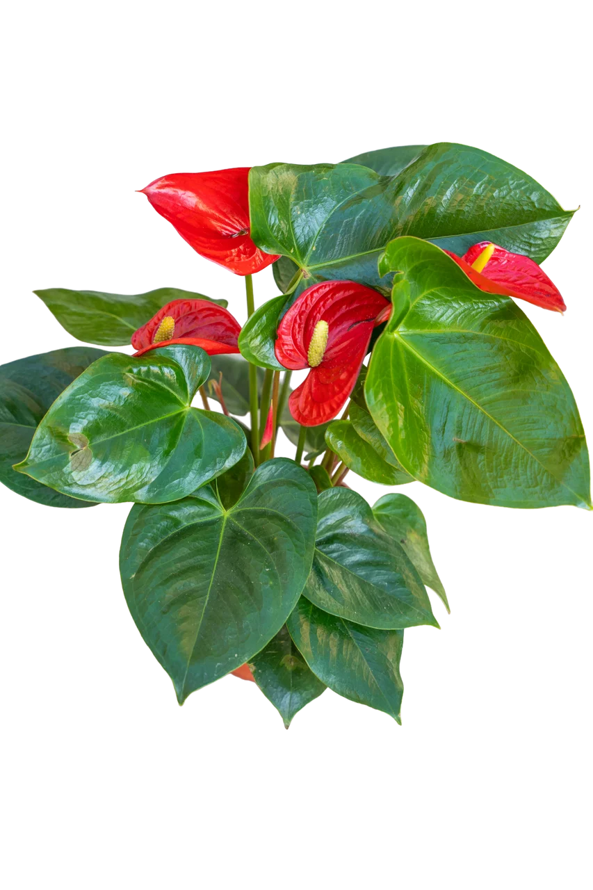 Anthurium Flamino Red Alabama
