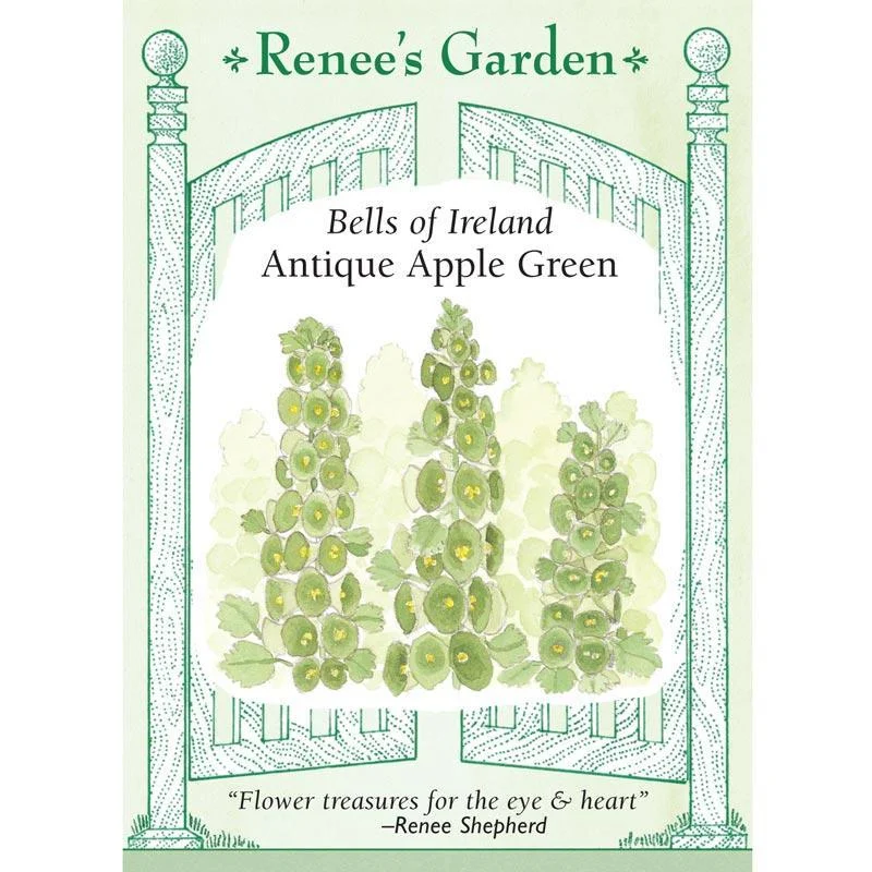 Apple Green Antique Bells Of Ireland Flower Seeds