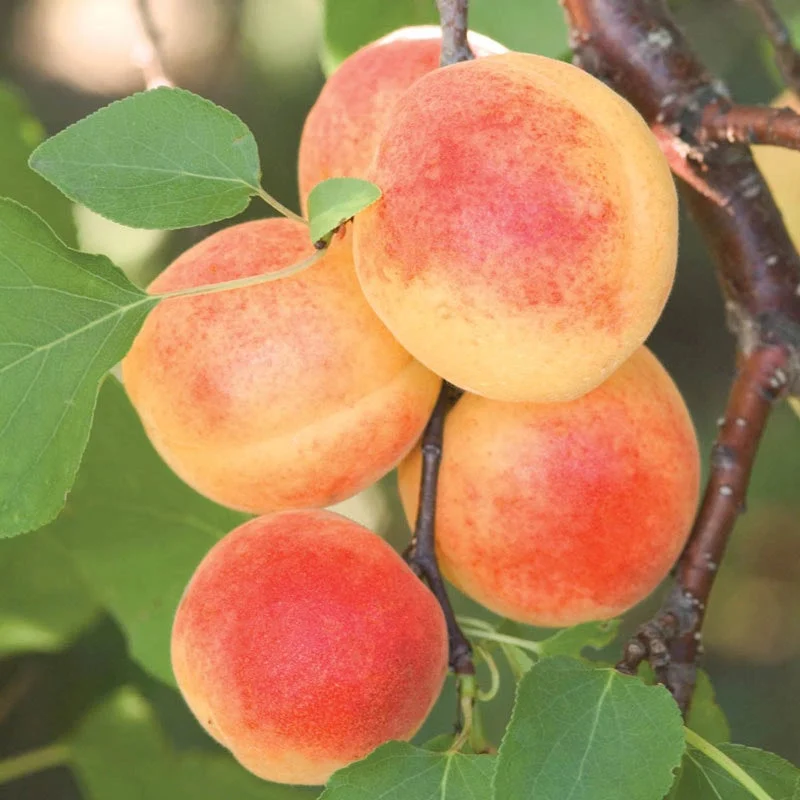 Apricot Sugar Pearls™ Reachables Fruit Tree