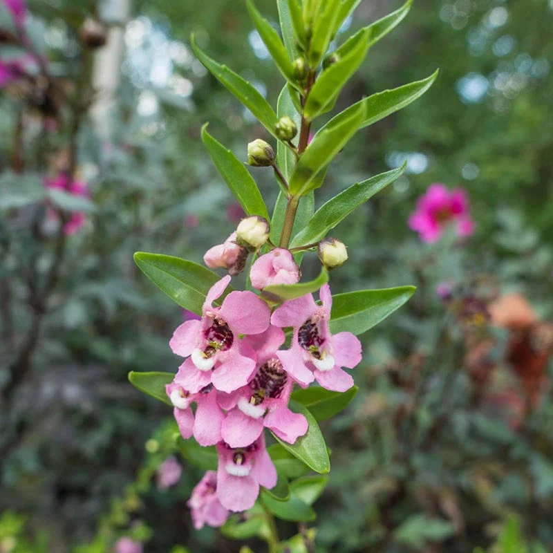 Archangel Pink Angelonia