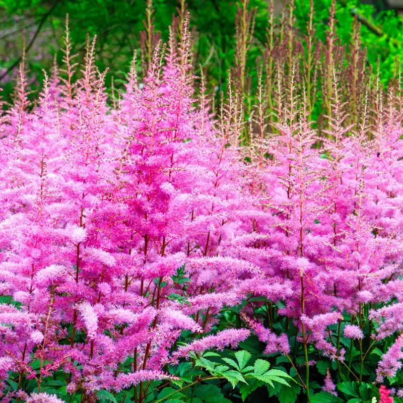 astilbe-amethyst.webp Astilbe Amethyst