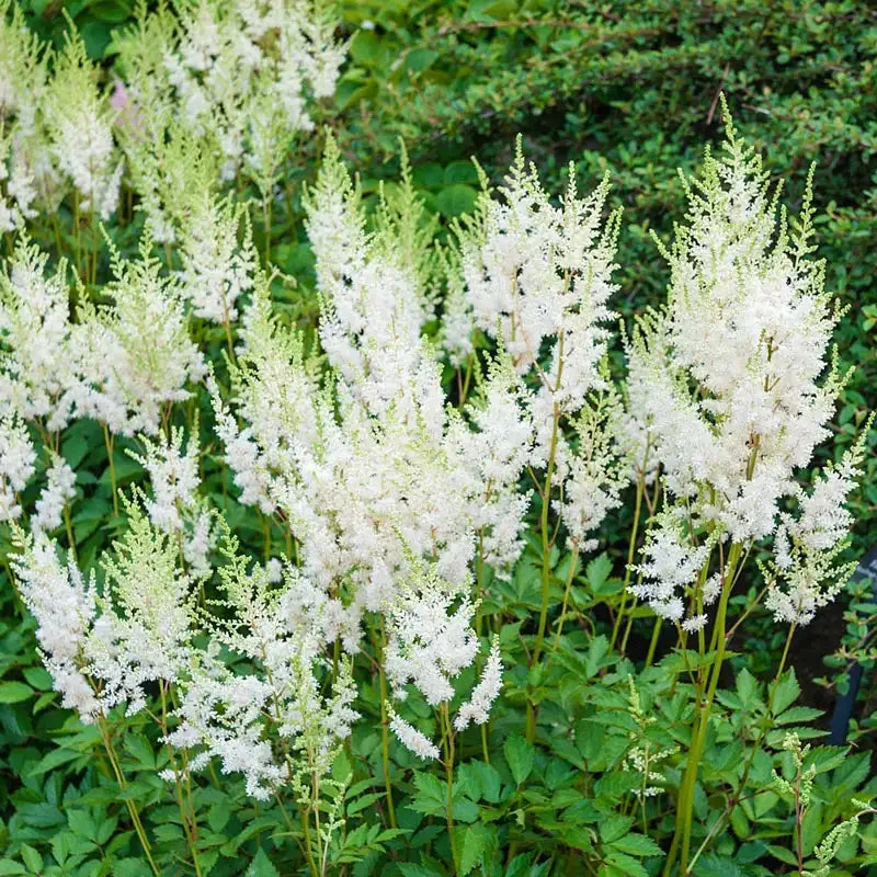 astilbe-diamond.webp Astilbe Diamond