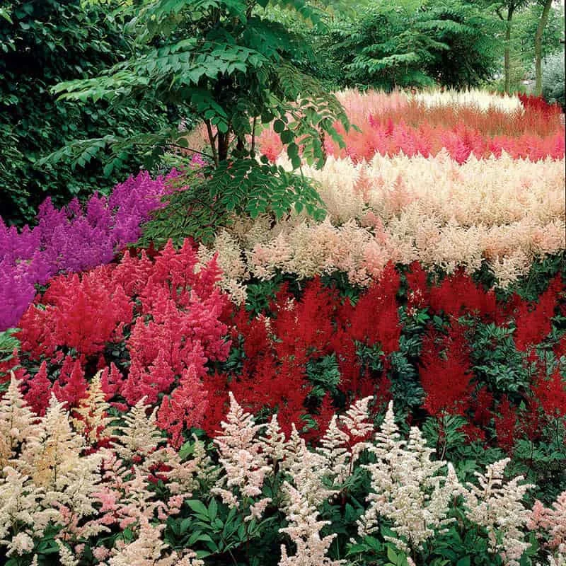 Astilbe Garden Mix