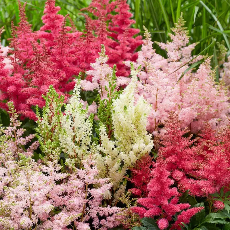astilbe-plant-mix.webp Astilbe Plant Mix