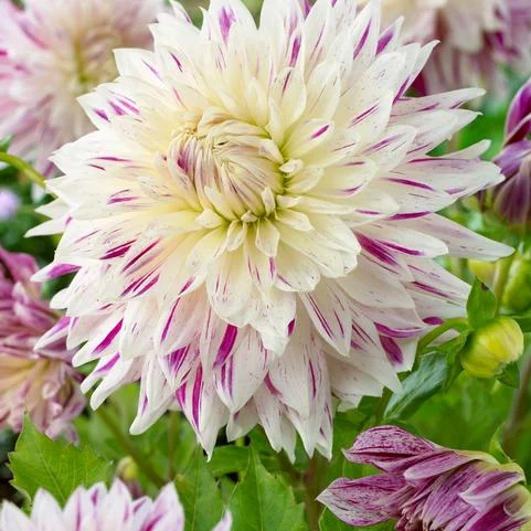 Avignon Dahlia Bulbs - Dahlia Tubers (Set of 3)
