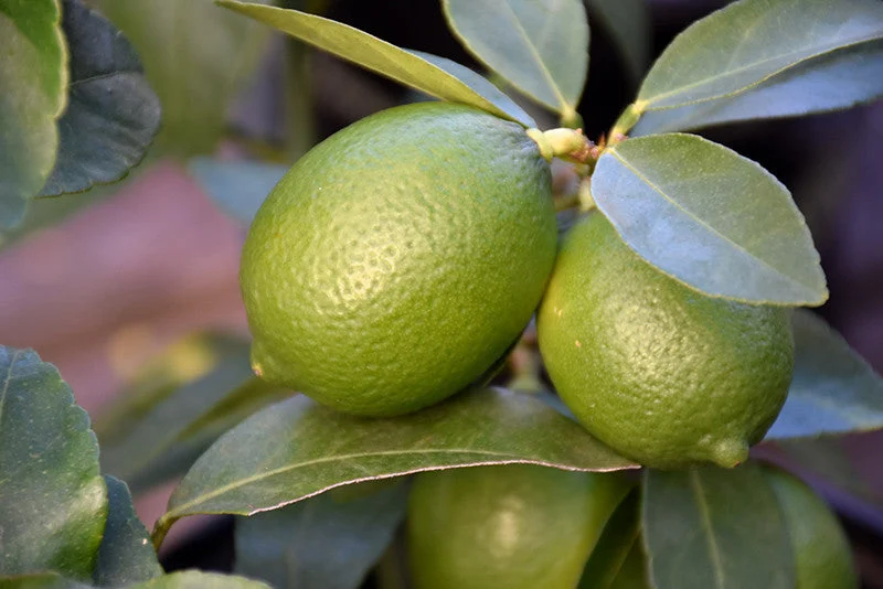 Bearss Seedless Lime Semi Dwarf