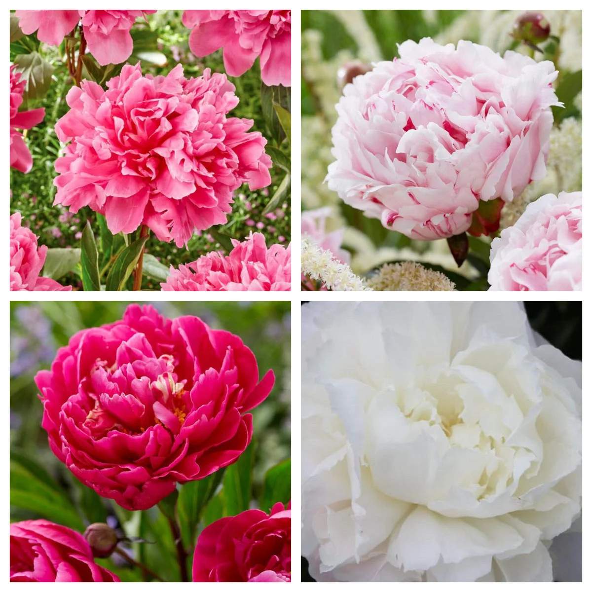 Beautiful Peony Garden Gift Box - Peony Roots & Tools