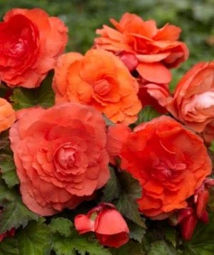 Begonia Bulbs - Salmon (10 bulbs)