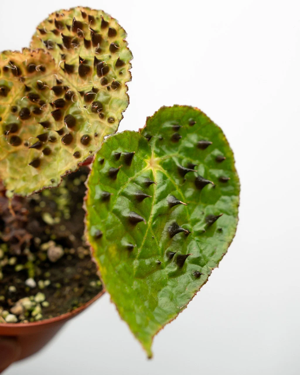 Begonia Ferox