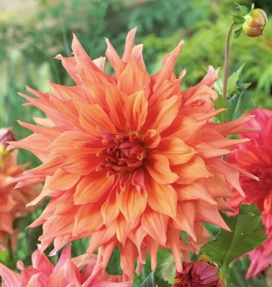 Belle of Bemera Dahlia Bulbs - Dahlia Tubers (Set of 3)