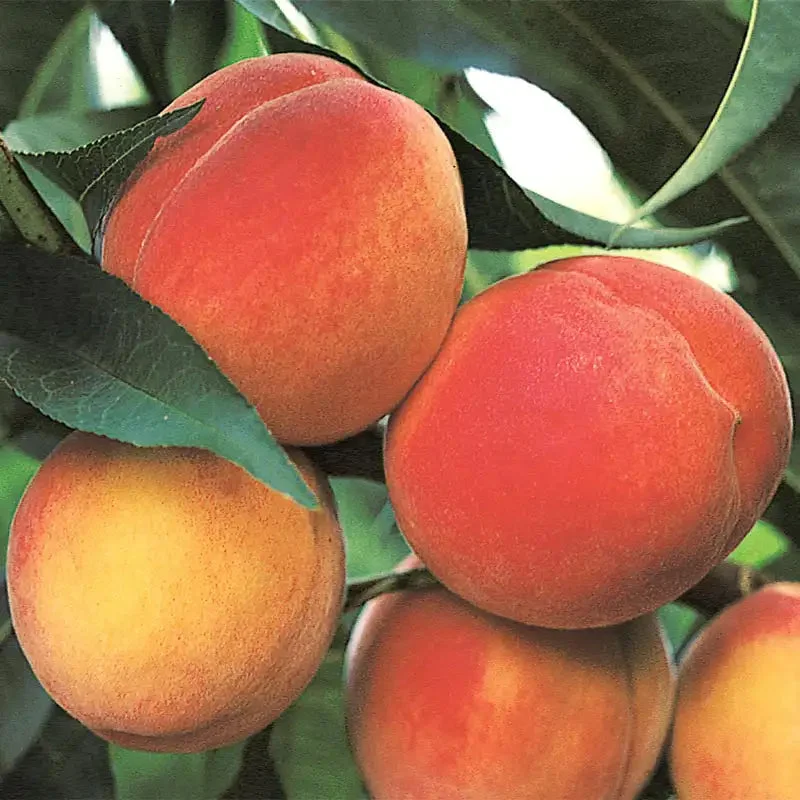 belle-georgia-peach-tree.webp Belle of Georgia Peach Tree