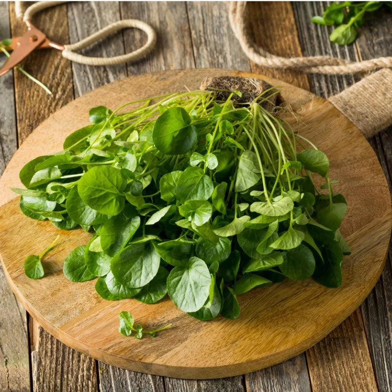 Belle Isle Upland Cress Seeds (Organic)