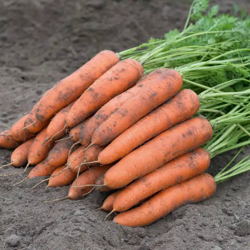 berlin-hybrid-carrot-seed.webp Berlin Hybrid Carrot Seed