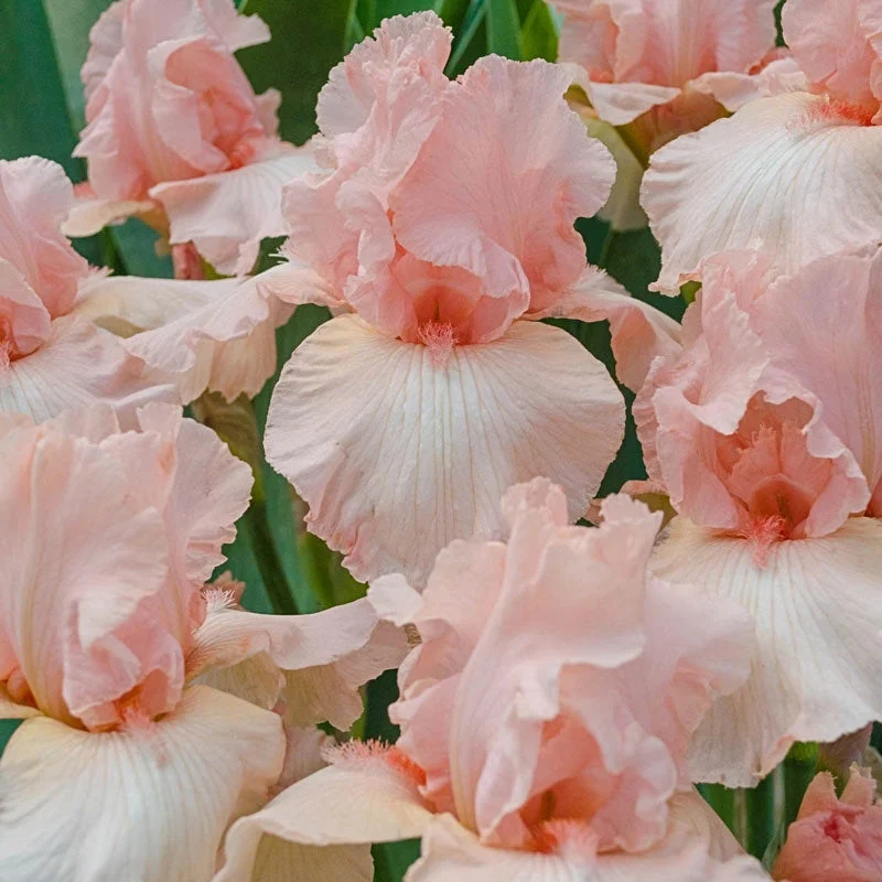 beverly-sills-reblooming-iris.webp Beverly Sills Reblooming Iris