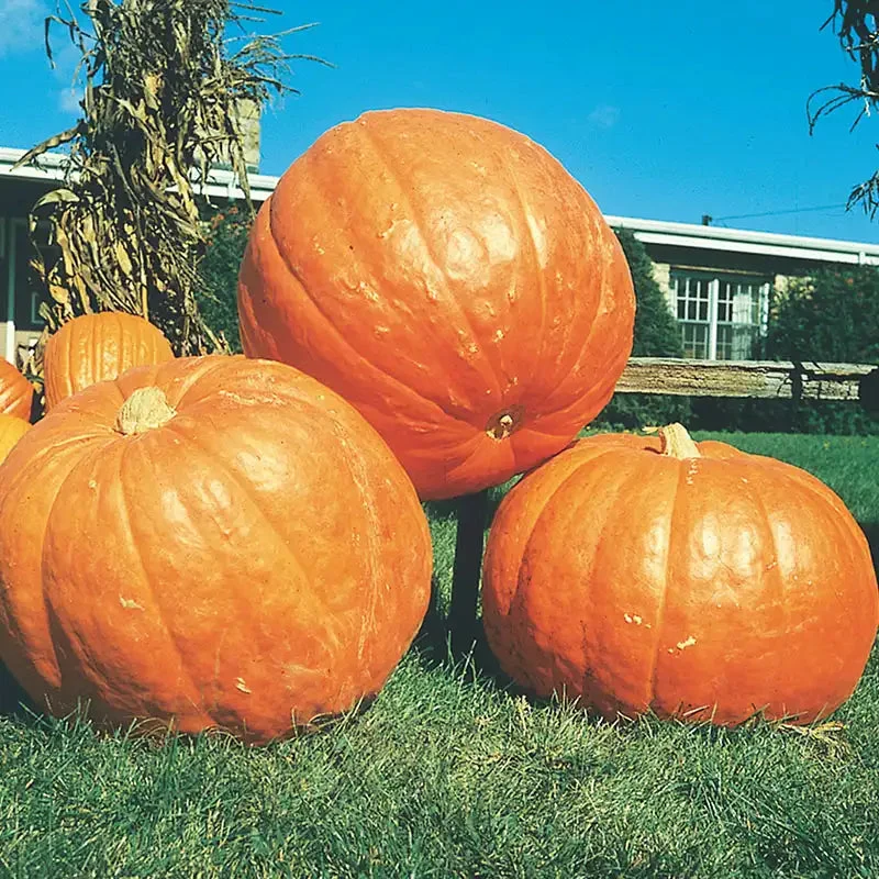 big-max-pumpkin-seed.webp Big Max Pumpkin Seed