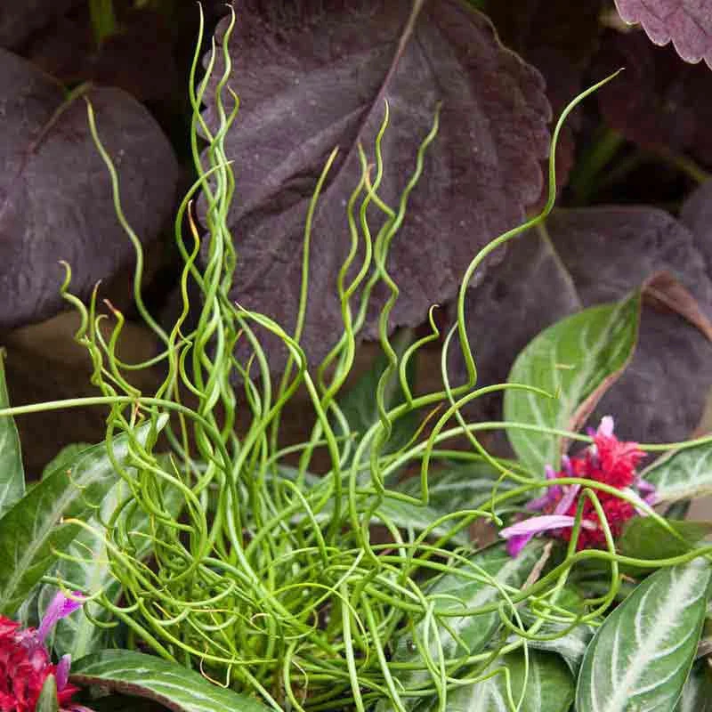 big-twister-juncus.webp Big Twister Juncus