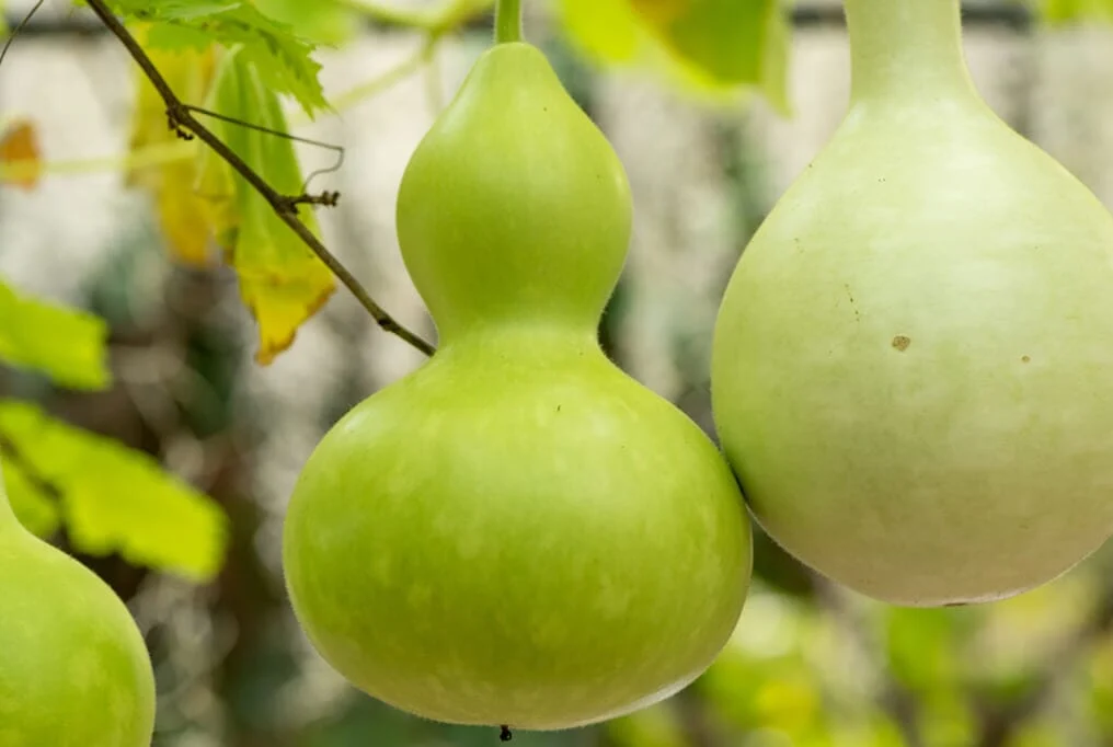 Birdhouse Bottle Gourd
