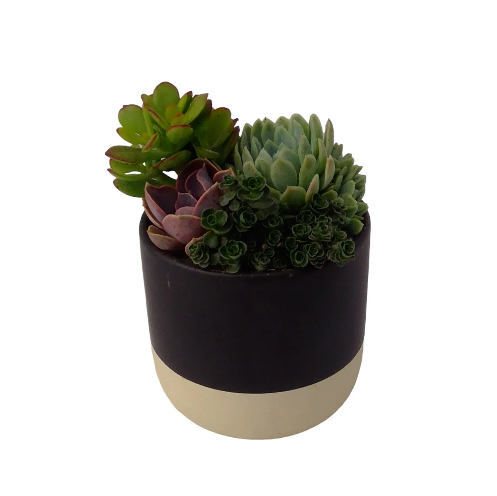 Black Earth-Tone Succulent Planter