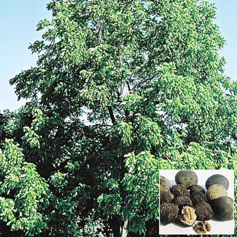 black-walnut-tree.webp Black Walnut Tree