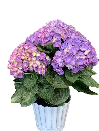 blue-hydrangea-in-silver-tin.webp Blue Hydrangea in Silver Tin