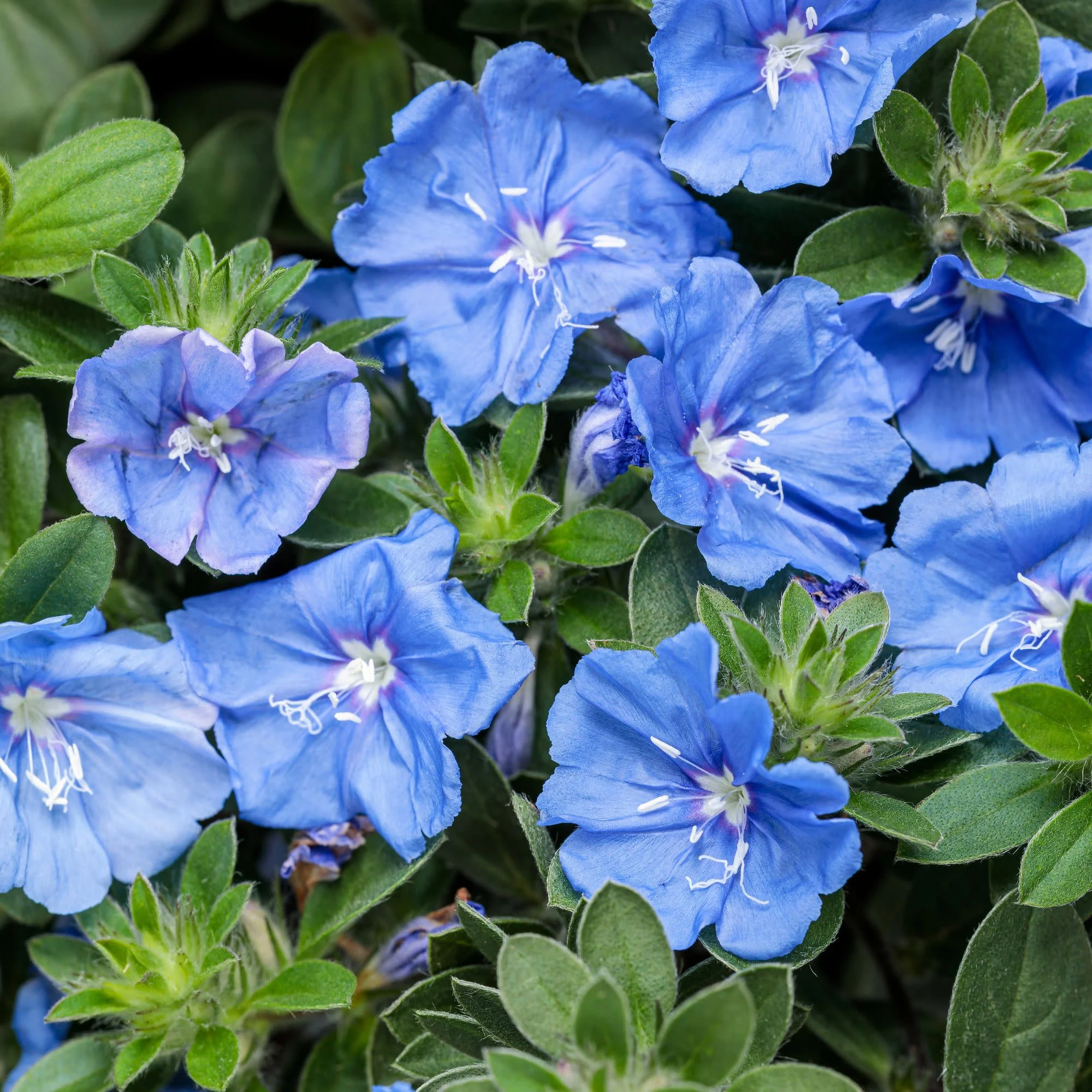 Blue My Mind Dwarf Morning Glory (Evolvulus hybrid)