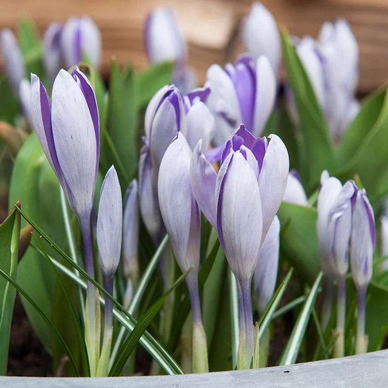 "Blue Pearl" Snow Crocus Bulbs (Pack of 20)