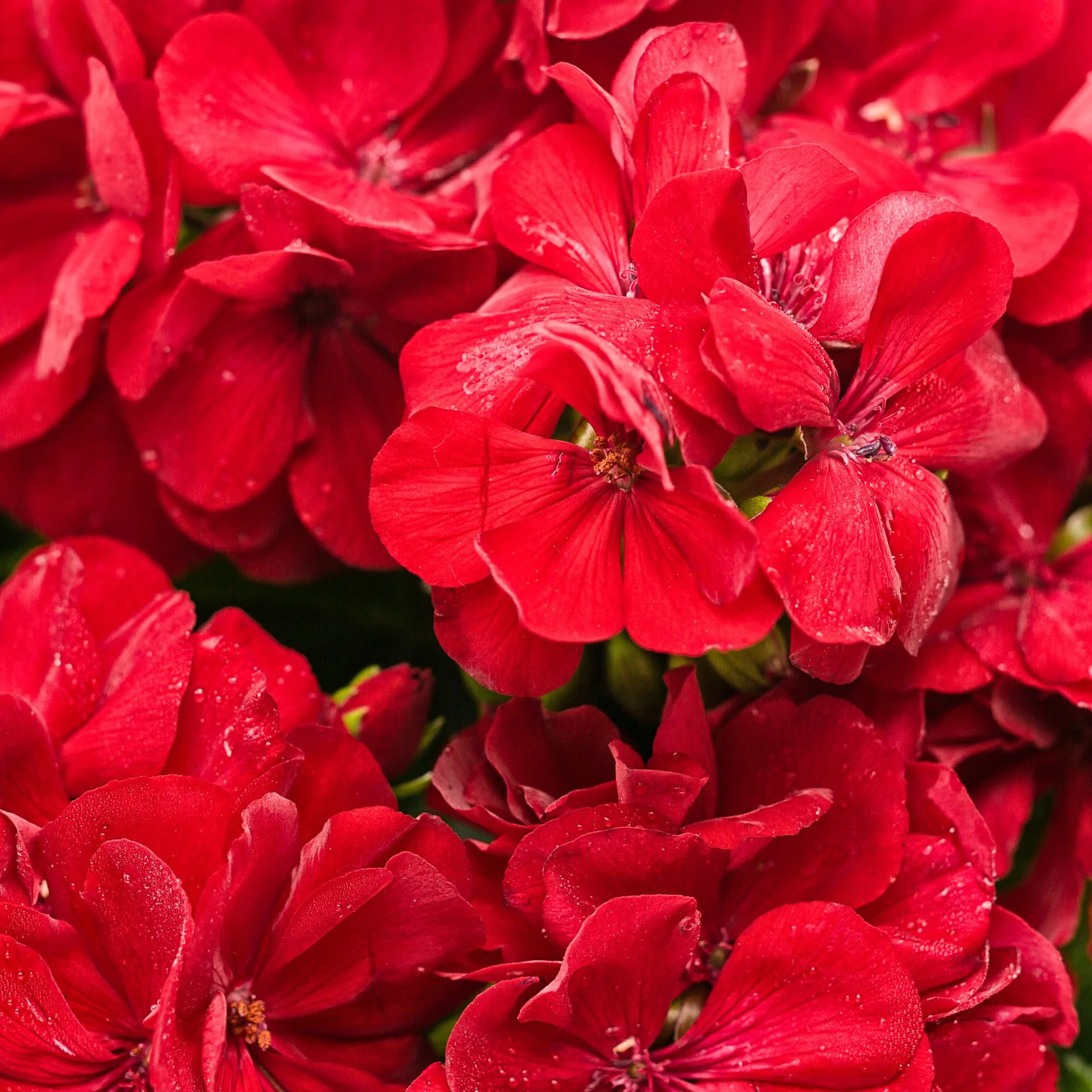 Boldly Dark Red Geranium (Pelargonium interspecific)