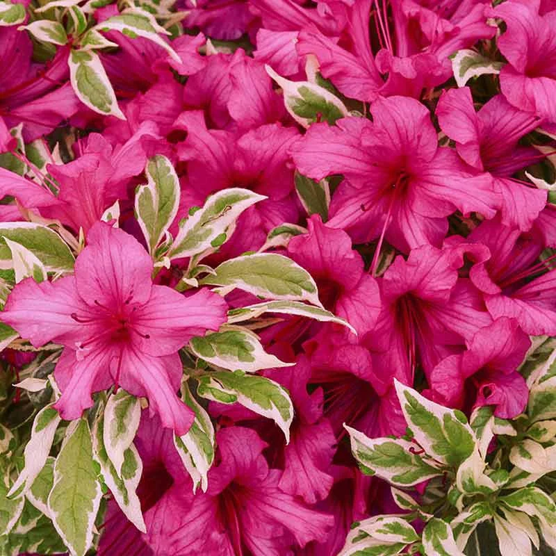 Bollywood Azalea