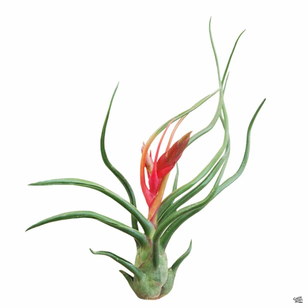Bulbosa Guatamala
