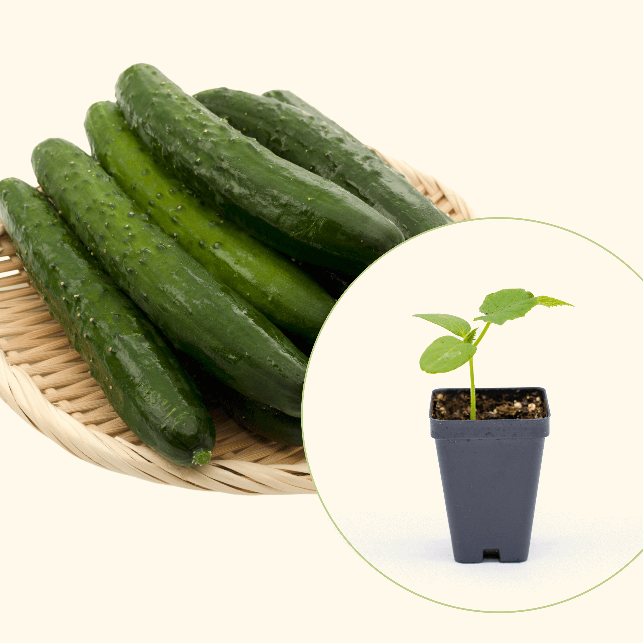 Burpless Cucumber Seedling