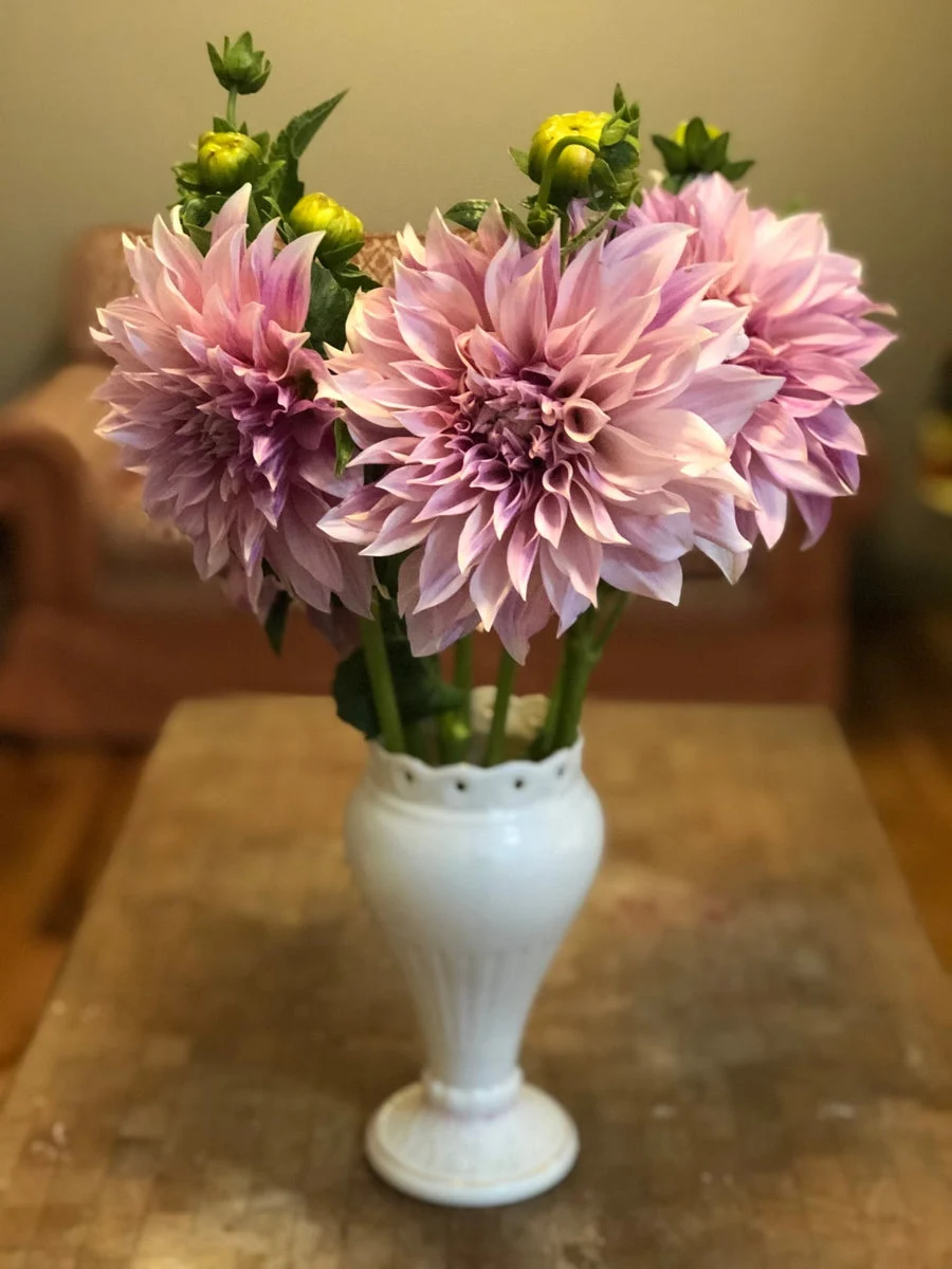 Cafe Au Lait Dahlia Bulbs - Dahlia Tubers (Set of 3)