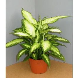 Camille Dieffenbachia